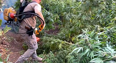 Diyarbakır'da 3 milyon 476 bin kök kenevir ve skunk ele geçirildi: 7 gözaltı