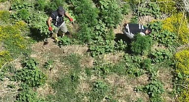 Dronla tespit edilen 1220 kök kenevir imha edildi