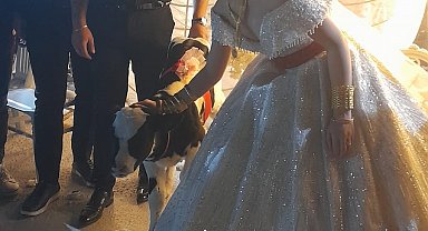 Düğünde gelin ve damada takı yerine at ve buzağı hediye edildi