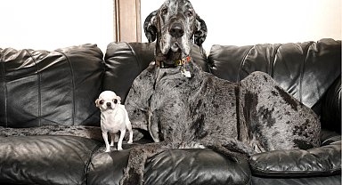 Dünyanın en büyük ve en küçük köpekleri bir araya geldi