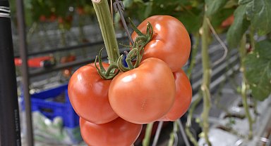 Düşük enerjili seradan Avrupa'ya 'sıfır pestisitli' domates