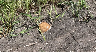 Edirne'de ayçiçeği tarlasında patlamamış top mermisi bulundu