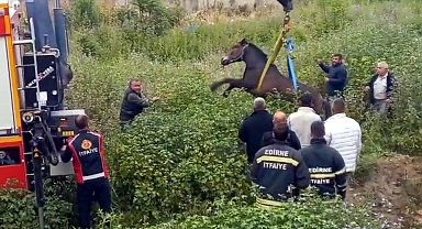 Edirne'de çukura düşen at, vinçle kurtarıldı