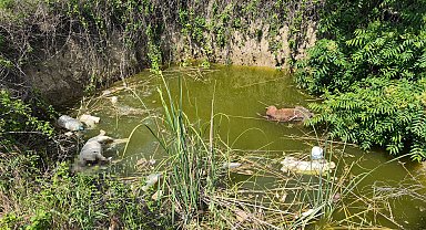 Edirne'de su dolu çukurda başsız 3 köpek ölüsü bulundu