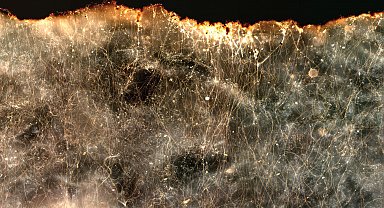 Elektrik ileten yeni bir bakteri türü keşfedildi