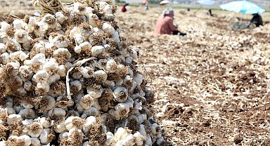 Gaziantep'te 10 bin tarım işçisiyle sarımsak hasadı başladı