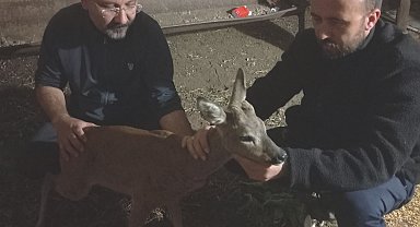 Gaziantep'te köpeklerin saldırığı karaca tedaviye alındı