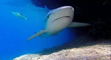 Güney Avustralya'da köpek balığı saldırısı