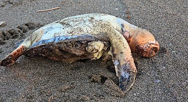 Hatay'da 2 yeşil deniz kaplumbağası, ölü olarak sahile vurdu