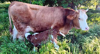 İki yıl önce ölümden kurtarılan inek doğum yaptı