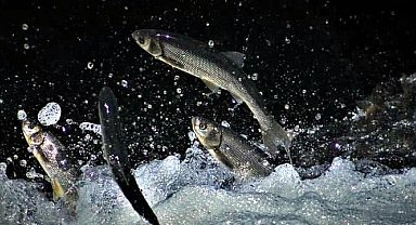 İnci kefalinin Deliçay'daki zorlu göçünü yüzlerce kişi izledi