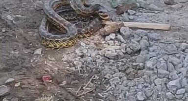 İnegöl'deki 4 mahallede 'yılan' tedirginliği