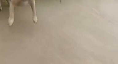 İstanbul- Avcılar'da köpeklerin saldırısından sürücülerin kornası sayesinde kurtuldu