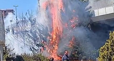 İstanbul - Beşiktaş'ta ağaçlık alanda yangın