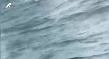 İstanbul - İstanbul Boğazı'nda vapurdan düşen 10 yaşındaki kız kurtarıldı; o anlar kamerada