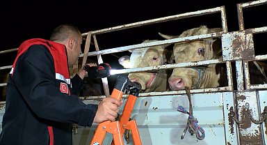 İstanbul - İstanbul'da bayram öncesi kurbanlık hayvan girişleri başladı