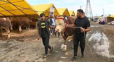 İstanbul - Şampiyon boğa 'Poyraz'ın sahibi: Cumhurbaşkanı'na hediye edeceğim