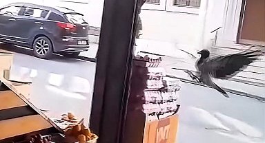 İstanbul- Sultangazi'de karganın marketten yumurta aldığı anlar kamerada