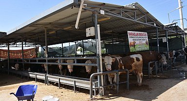 İzmir'de kurban pazarlarında hareketlilik