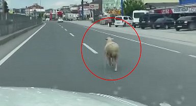 Kaçan kurbanlık koyun kara yoluna çıktı