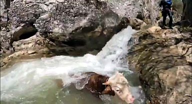 Kanyonda mahsur kalan büyükbaşı AFAD kurtardı