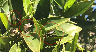 Karacabey'in 2 mahallesinde kahverengi kokarca böceği istilası; ürünlerde kalite kaybı var