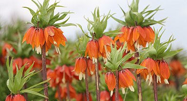 Karlıova'da 'ters laleler' çiçek açtı