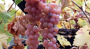 Kaş Margaz üzümü, 'Coğrafi İşaret' tescili aldı