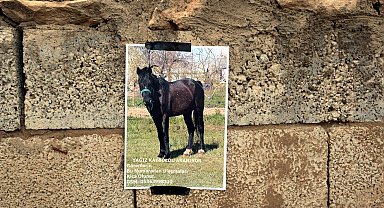 Kaybolan atını duvarlara astığı afişlerle arıyor