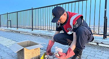 Kilis'te, 4 yavru kartal koruma altına alındı