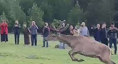 Koruma altındaki kızılgeyikler Ordu'da doğaya salındı