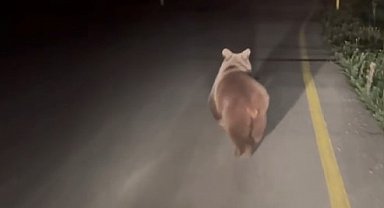 Köy yolunda koşan ayı kamerada