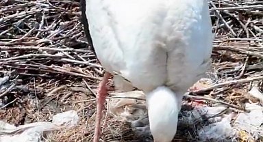 Köyü terk etmeyen 2 leylek, Anneler Günü'nde 'anne' oldu