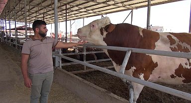 Kurban pazarındaki 1 ton 400 kiloluk boğa, alıcısını bekliyor