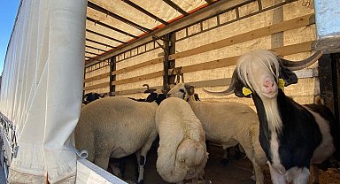 Kurbanlık sevklerine sıkı denetim