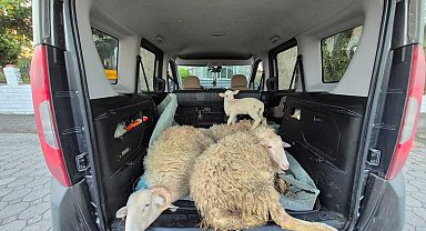 Kurbanlıkların parasını ödemeden kaçan evli çift tutuklandı