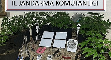 Metruk binada Hint keneviri yetiştiren üniversiteliye gözaltı