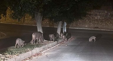 Muğla'da yaban domuzlarıyla mücadele kararı