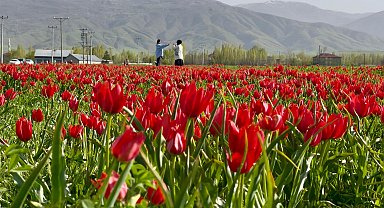 Muş Ovası, lalelerle kırmızıya büründü
