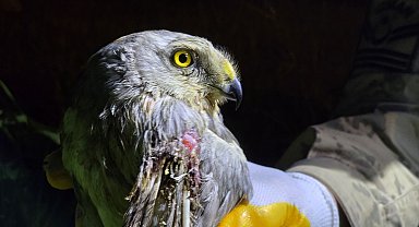 Nesli tehlike altındaki bozkır delicesi yaralı bulundu