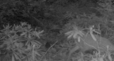 Ormanda kaybolan yavru karacanın annesiyle buluşması kamerada