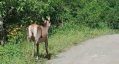 Ormandan yola çıkan karaca kamerada