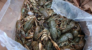 Otobüs terminalinde 300 kilo kerevit ile 40 kilo mavi yengeç ele geçirildi