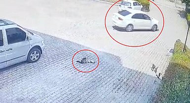 Otomobilin altında kalan yavru kedi öldü, annesi başından ayrılmadı