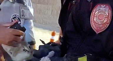 Otomobilin motor bölümüne giren yavru kedi 4 saatte kurtarıldı