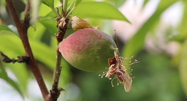 Prof. Dr. Kapur: Don olaylarına karşı daha geç çiçeklenen bitkiler tercih edilmeli