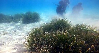 Prof. Dr. Tecer: Deniz çayırında, bazı türler yok olma tehlikesiyle karşı karşıya