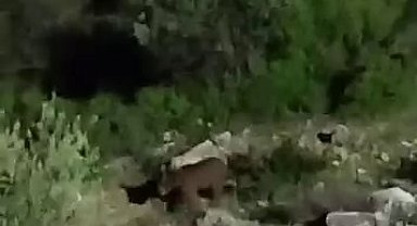 Sakarya'da mahalle yakınlarına inen bozayılar kamerada