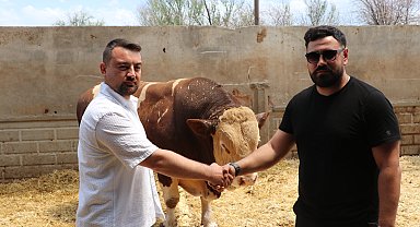 Şampiyon boğa 'Poyraz', 540 bin TL'ye alıcısını buldu