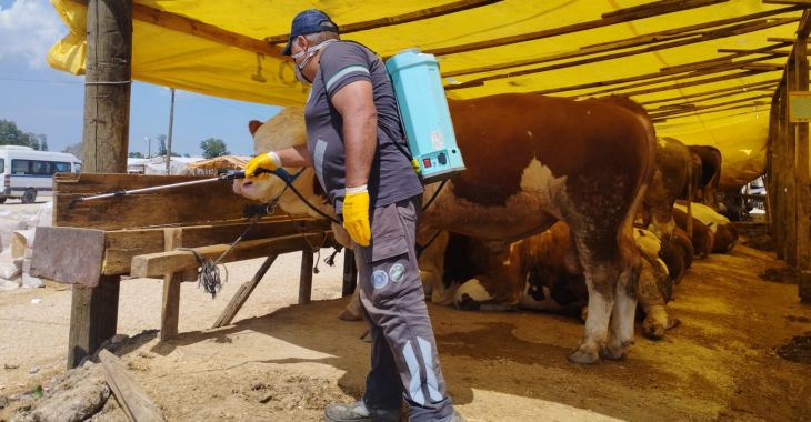 Sinekle mücadele tüm hızıyla sürüyor